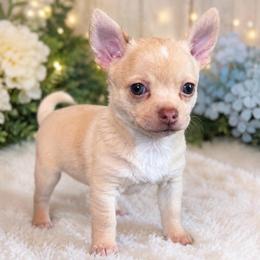 Zane - Merle male Chihuahua puppy in Bulls Gap, Tennessee from Smokey Mountain Chihuahuas