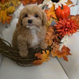 August - Apricot male Maltipoo puppy in Washington from Mt.BakerPoodles&Doodles