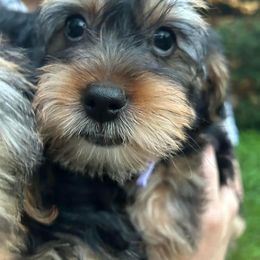 Assorted Doodle Crosses, Double Doodle, Maltipoo, Morkie, and Yorkipoo Puppies from Danza Bolo