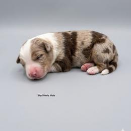 Woodrow - Red merle male Australian Shepherd puppy in Fort Myers, Florida from U Cross Australian Shepherds