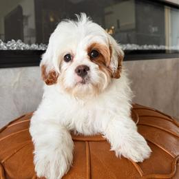 Sugar - Blenheim female Cavapoo puppy in South Jordan, Utah from Wasatch Pup