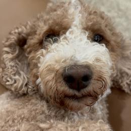 Miso - Goldendoodle