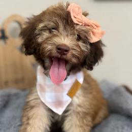Muffin-Rose - Phantom female Bernedoodle puppy in Oak Hills, California from High Desert Doodles