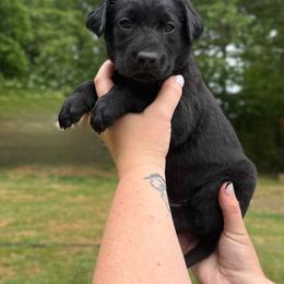 Jameson - Black male Labrador Retriever puppy in Water Valley, Mississippi from Three Lakes Labs & WHDs