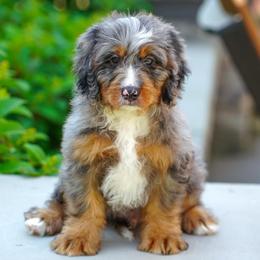 Clyde (socialization program student) - Merle male Bernedoodle puppy in Dundee, Ohio from Down Home Doodle