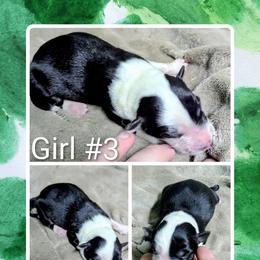 Australian Shepherd and Great Dane Puppies from AEW Farm