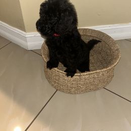 Poodle Puppies from Arindayle Standard Poodles