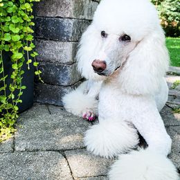 Poodles from Dog Mom Co.