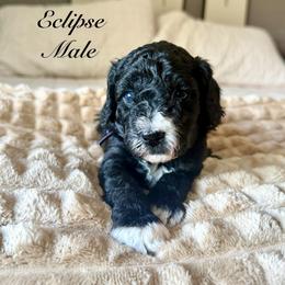 Eclipse - Black male Goldendoodle puppy in Orangevale, California from Ugly Dad Doodles