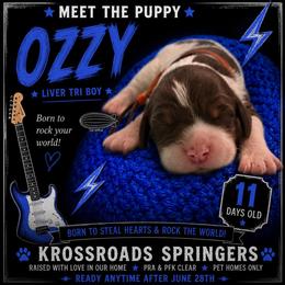 Ozzy - Liver white and tan male English Springer Spaniel puppy in Cookeville, Tennessee from Krossroads Kennel