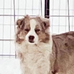 Rose - Miniature American Shepherd