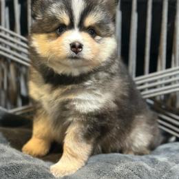 Cosmo - Tri-color male Pomsky puppy in Piedmont, South Carolina from Carolina Pomskies LLC