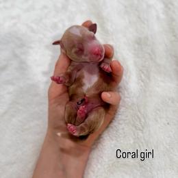 Coral girl - Red  female Goldendoodle puppy in Rio Linda, California from Plush Doodles