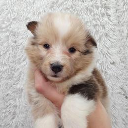 Bellaire - Sable merle and white male Shetland Sheepdog puppy in Central City, Kentucky from Hope's Heart Shelties