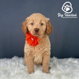 Pepper Potts - Cream female Companion Cross puppy in Utah County, Utah from Big Hearted Breeders