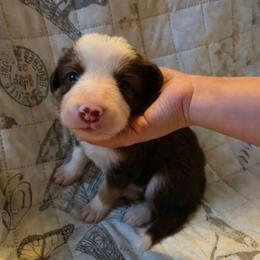 Liberty - Tri-color female Border Collie puppy in Watsontown, Pennsylvania from Kate Gresham
