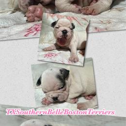 Diamond - Blue female Boston Terrier puppy in Brazos Point, Texas from TX Southern Belle Boston Terriers