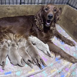 Male 1 - Dark golden male Golden Retriever puppy in Merrill, Michigan from Happy Tails Family Farm