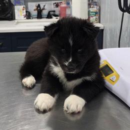 Willow - Black and white female Siberian Husky puppy in Meridian, Mississippi from JJ's Huskies