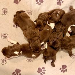 Six - Brown female Newfoundland puppy in Tully, New York from Bear Paw Newfoundlands