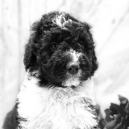 Girl 5 - Aussiedoodle puppy in Leitchfield, Kentucky from Salt River Kennels