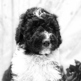 Girl 5 - Aussiedoodle puppy in Leitchfield, Kentucky from Salt River Kennels