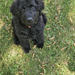 SAILOR - Black male Goldendoodle puppy in Jeddo, Michigan from Bert's Doodles