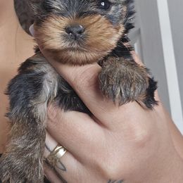 Girl 2 - Black and gold female Yorkshire Terrier puppy in Hesperia, California from Diamond Doll Yorkies
