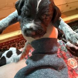 Girl 2 - Liver female German Wirehaired Pointer puppy in Mora, Minnesota from Reinberg Kennel