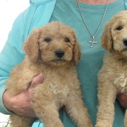 Goldendoodle Puppies from Davis Doodles