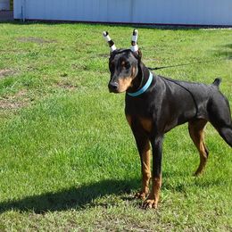 Doberman Pinscher and Weimaraner All Grown Up from Megan Dollinger