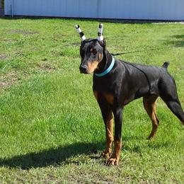 Doberman Pinscher and Weimaraner All Grown Up from Megan Dollinger