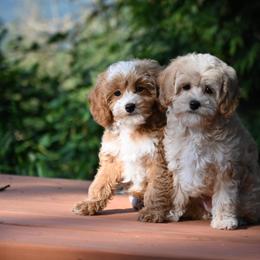 Bernedoodle, Cavapoo, Cockapoo, Double Doodle, and Poodle Puppies from Heavenly Puppies to Love