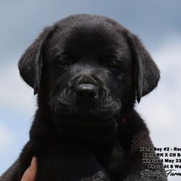 Xena Red Collar Boy - Black male Labrador Retriever puppy in Point, Texas from Lakylu Kennels