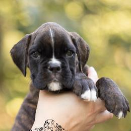 Lime - Brindle male Boxer puppy in Catlett, Virginia from Honey and Coal Kennels