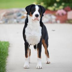 Greater Swiss Mountain Dogs from Cherished Greater Swiss Mountain Dogs