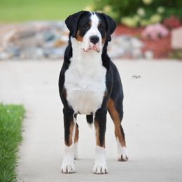 Greater Swiss Mountain Dogs from Cherished Greater Swiss Mountain Dogs