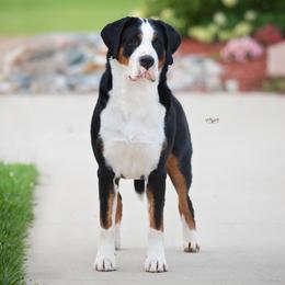 Greater Swiss Mountain Dogs from Cherished Greater Swiss Mountain Dogs