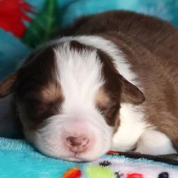 Manhattan - Red tri-color male Australian Shepherd puppy in Springville, New York from RisingStar Australian Shepherds