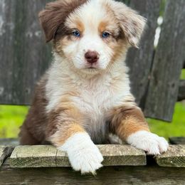Blue - Red merle Australian Shepherd puppy in Ramona, California from Blue Moon Aussies