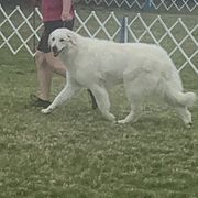 Rigel - Kuvasz