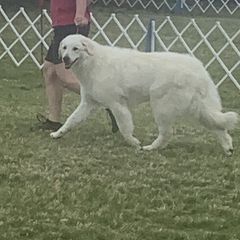 Rigel - Kuvasz