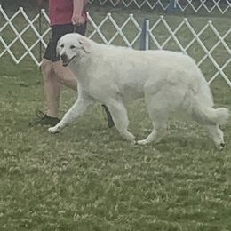 Rigel - Kuvasz