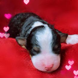 Spring - Tri-color male Bernedoodle puppy in Atlanta, Georgia from RockaDoodles