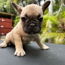 Coco - Cream French Bulldog puppy in Florida from Dade Fire Frenchies