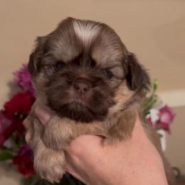 Aspen - Liver female Shih Tzu puppy in Clifton, Texas from 5Z Shih Tzu Squad