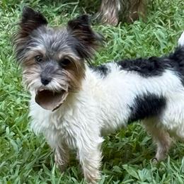 Gatlyn - Parti female Yorkshire Terrier puppy in Lexington, North Carolina from Silver Valley Yorkies