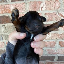 Black phantom abstract - Phantom female Poodle puppy in Huntsville, Alabama from Flint River Poodles