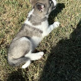 Siberian Husky Puppies from The Rulon Den
