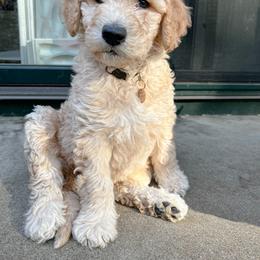 Goldendoodle Puppies from Lundee Doodles